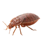 Engorged Bed Bug