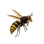 European Hornet