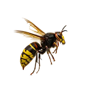 EUROPEAN HORNET
