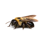 Female Carpenter Bee