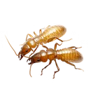 Formosan Termite