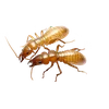 Formosan Termite