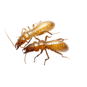 FORMOSAN TERMITE