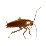 German Cockroach
