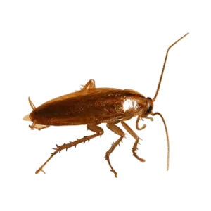 GERMAN COCKROACH