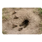 Ground Hornet Nest