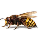 Hornet Queen
