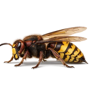 HORNET QUEEN