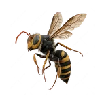 Hornet Worker