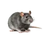 House Mouse