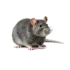House Mouse