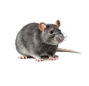 HOUSE MOUSE