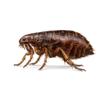 Human Flea