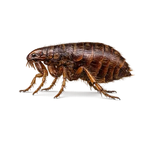 HUMAN FLEA