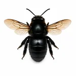 Male Carpenter Bee