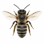 Mason Bee