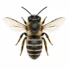 Mason Bee