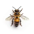 Bees