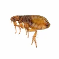 Fleas