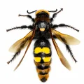 Hornets