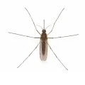 Mosquitoes