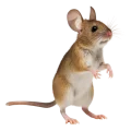 Rats & Mice