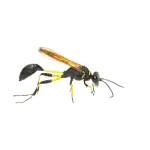 Mud Dauber