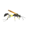 Mud Dauber