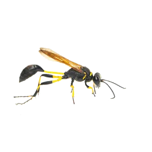 MUD DAUBER