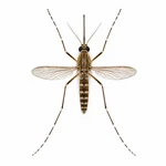 Yellow Fever Mosquito