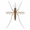 Yellow Fever Mosquito