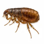 Northern Rat Flea