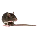 Norway Rat