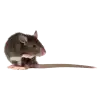Norway Rat