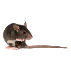 NORWAY RAT