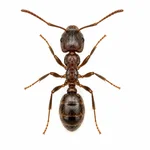 Odorous House Ant