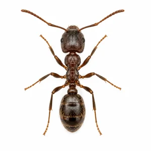 ODOROUS HOUSE ANT