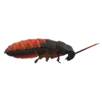 Oriental Cockroach