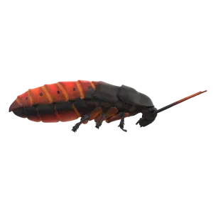 ORIENTAL COCKROACH