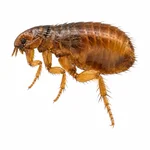 Oriental Rat Flea