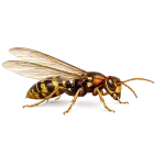 Oriental Hornet