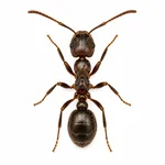 Pavement Ant