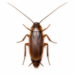 Pennsylvania Wood Cockroach