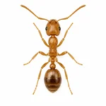 Pharaoh Ant