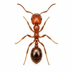 Red Imported Fire Ant