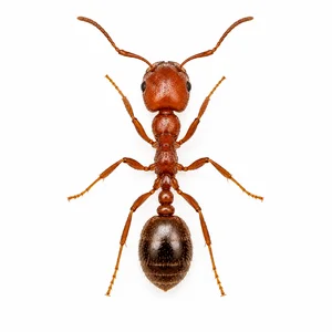 RED IMPORTED FIRE ANT