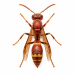Red Paper Wasp
