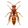 Red Paper Wasp
