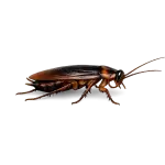 Roaches