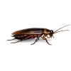 Cockroaches